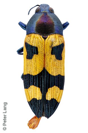 Castiarina powelli, PL0840, male, from Grevillea pterosperma, EP, 9.7 × 3.6 mm